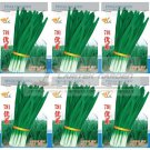 Rare 5 Original Packs, 15g / Pack Chinese Chives Seeds, Organic Green Allium Tuberosum Seeds