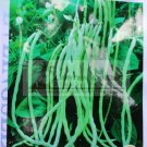Rare 3 Original Packs, 20g / pack, American No-bracket Cowpea Seeds
