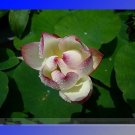 Rare White Purple Nelumbo Nucifera Lotus Flower Seeds, Professional Pack, 1 Seed