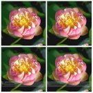 Rare Double Pink Nelumbo Nucifera Lotus Flower Seeds, Professional Pack, 1 Seed