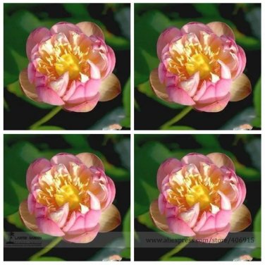Rare Double Pink Nelumbo Nucifera Lotus Flower Seeds, Professional Pack, 1 Seed