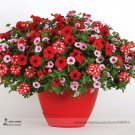 Rare Park's Glamorous Girl Mixed Garden Paetuni Seeds, Professional Pack, 100 Seeds