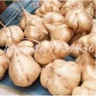Rare Sweet Potato Jicama/Yam Bean Garden Fruits and Vegetables 6 Seed