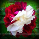 Rare New 'Zampa' Dust Rose Bi-Color Bonsai Flowers, 50pcs/package