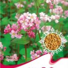 Rare 10 Packs Buckwheat Seeds, Edible Green Herb Foods