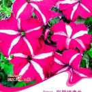 Rare Rose Red Garden Petunia with White Stripe Annual Flower Seeds, Original Pack, 50 Seeds