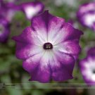 Rare Radiant Blue Petunia Plants Flower Seeds, Professional Pack, 100 Seeds