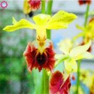 Rare 100 PCS Orchid Seeds Yellow Flowers with Blackish Red Tongue Flowers