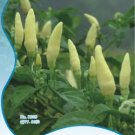 Rare Heirloom Wild White Hot Tabasco Chili Pepper Organic 60 Seeds