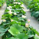 Rare Bowl Lotus, Bonsai Series 10 seeds