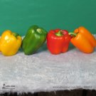 Rare Heirloom Mixed Yellow Green Red Orange Sweet Bell Pepper Organic 50 Seeds