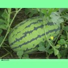 Rare Green Skin Long Sweet Red Watermelon 'Wu Gu' Organic 20 Seeds