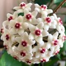 Rare Hoya flower beautifull 100 seeds