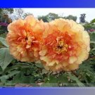 Rare 'Huang Jin Cui' Golden Red Peony Plant Seeds, Professional Pack, 5 Seeds