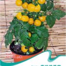 Rare Heirloom Yellow 'Pearl' Cherry Tomato Organic Seeds, Original Pack, 30 Seeds