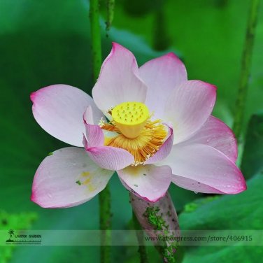 Rare Heirloom Transparent Red Nelumbo Nucifera 'Flower Fairy' Lotus Flower 1 Seeds
