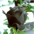 Rare 1 Professional Pack, 400 seeds / pack, Black Rose Shrub Perennial Flower Seeds