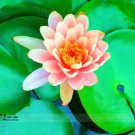 Rare 1 Professional Pack, 1 seed / pack, Small Pink Lotus Nelumbo Nucifera Flower