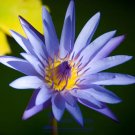 Rare 1 seeds / pack, Purple Lotus Flowers Purple Water Lily Nymphaea Caerulea