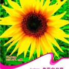 Rare Peking 'Vedova' Bonsai Yellow Ornamental Sunflower Seeds, Original Pack, 15 Seeds