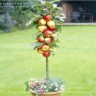 Rare 5 packs, 10 seeds / pack * Red Apple Tree BONSAI serious