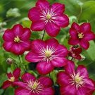 Rare Clematis, Dark Red with Rose Pink Stripes 100 seeds