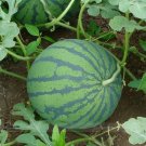 Rare Dark Green Skin Red Watermelon 'Tian Chang' Organic Seed, 1 Professional Pack, 20 Seeds
