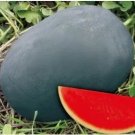 Rare Gray Skin Big Long Red Sweet Seedless Watermelon Organic 50 Seed
