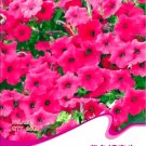 Rare Middle-sized Rose Red Garden Petunia Annual Flower Seeds, Original Pack, 60 Seeds
