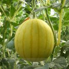 Rare Yellow Skin Yellow Inside Sweet Round Watermelon 'Wu Feng' Organic 20 Seeds
