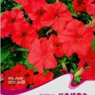 Rare Heirloom Red Garden Petunia Hybrida Annual Flower Seeds, 60 Seeds