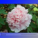 Rare 'Ruan Yu Wen Xiang' Pink Peony Subshrub Flower Seeds, Professional Pack, 5 Seeds
