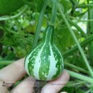 Rare Miniature Tennessee Dancing Spinner Gourd Cucurbita Pepo 10 Seeds
