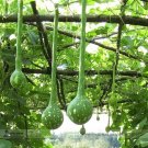 Rare Long Handle Dipper Gourd Lagenaria Siceraria Seeds, Professional Pack, 10 Seeds