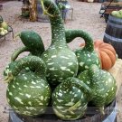 Rare Heirloom Speckled Swan Gourd Lagenaria Siceraria 10 Seeds