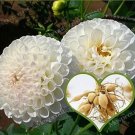 Rare White Dahlia 2 Bulbs