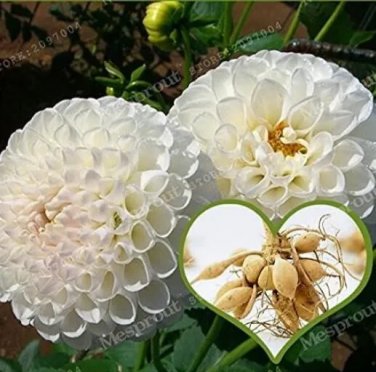 Rare White Dahlia 2 Bulbs
