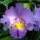 Rare Cattleya Hybrida Flower, Purple 50 seeds