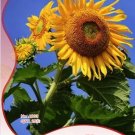 Rare 25 Seeds / Pack, Ornamental Sunflower Seed Garden Flower High Germination