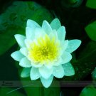 Rare 1 Professional Pack, 1 seed / pack, Nelumbo Nucifera Dark Blue Lotus Flowers New Variety