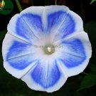 Rare 'Blue Fans' Blue White Morning Glory 10 seeds