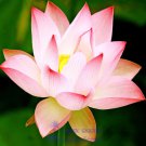 Rare 1 Professional Pack, 1 seeds / pack, Luoyang Peonies Lotus Pink Nelumbo Nucifera