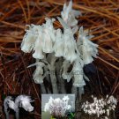 Rare 1 Professional Pack, 10 seeds / pack, Monotropa Uniflora Indian Pipe Cheilotheca Humilis
