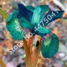 Rare Iris, Green-blue 'Tiger' 50 seeds