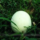 Rare Heirloom White Skin Red Inside Sweet Watermelon 'Bai Niang Zi' Organic 20 Seeds