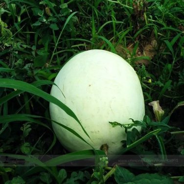 Rare Heirloom White Skin Red Inside Sweet Watermelon 'Bai Niang Zi' Organic 20 Seeds