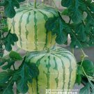 Rare Big Red Sweet Square Watermelon Heirloom Seeds, Professional Pack, 50 Seeds