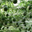 Rare  Big Round Red Watermelon Tree F2 Seeds, Professional Pack, 20 Seeds