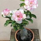 Rare Adenium Obesum, White Pinik 4-Layer 20 seeds
