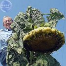 Rare BELLFARM Mongolian Giant Sunflower Seeds, 20 Seeds